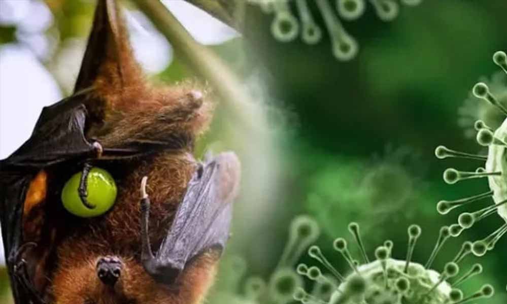 WHO का अलर्ट: बांग्लादेश में निपाह वायरस के कारण कच्चा खजूर रस पीने से महिला की मौत