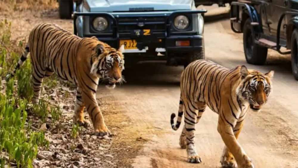 एमपी और महाराष्ट्र से आएंगे बाघ-बाघिन, नस्ल सुधार कर बाघों का बढेगा कुनबा