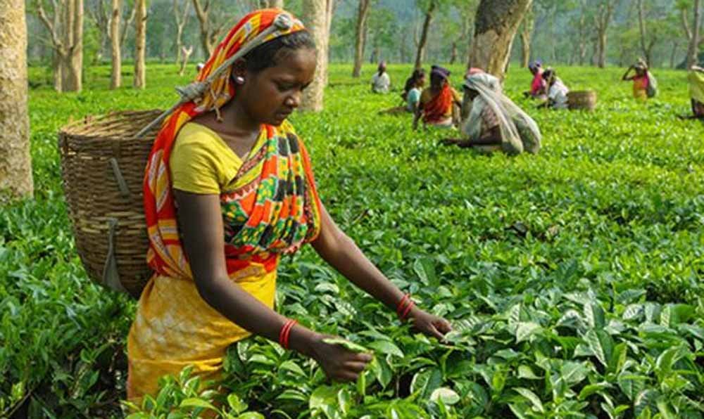किसानों-उद्यमियों से 15 मार्च तक मांगे आवेदन, टिश्यू कल्चर लैब पर सरकार देगी 50% अनुदान