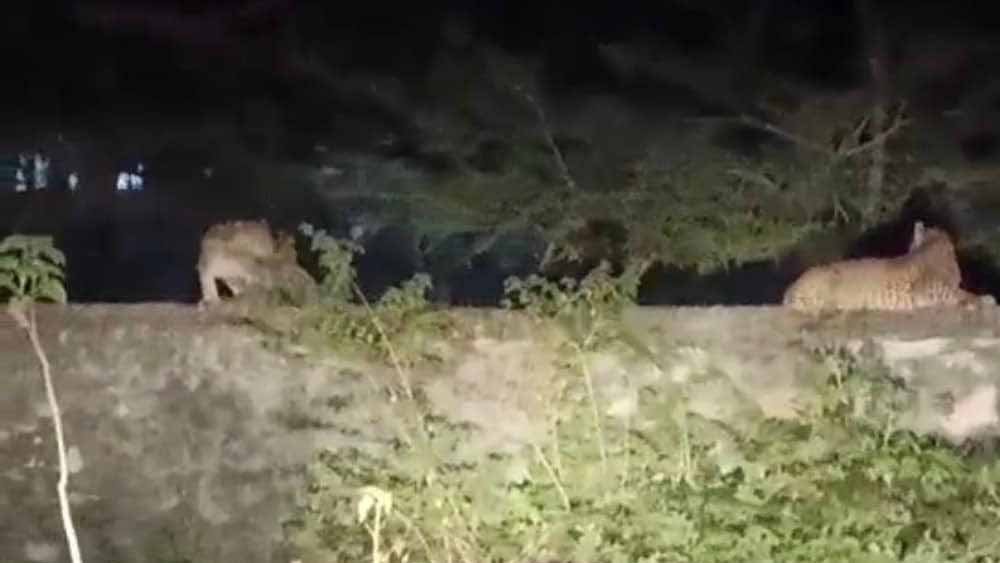 मॉर्निंग वॉक पर खतर,बांसवाड़ा में सड़क किनारे बैठे दिखे पैंथर