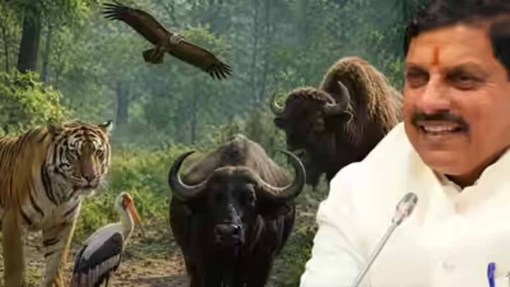 कूनो में चीतों की रिहाई, एमपी में वन्यजीव संरक्षण को नई रफ्तार
