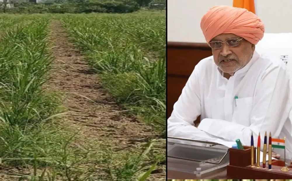 किसानों के लिए खुशखबरी: चौड़ी कतार तकनीक अपनाने पर मिलेगा सीधा आर्थिक लाभ