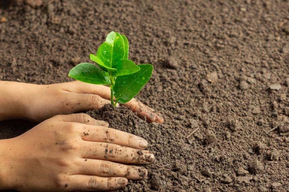 मुख्यमंत्री योगी आदित्यनाथ ने की वृहद पौधरोपण अभियान- 2026 की तैयारियों की समीक्षा, कहा पौधे लगाएं भी-बचाएं भी