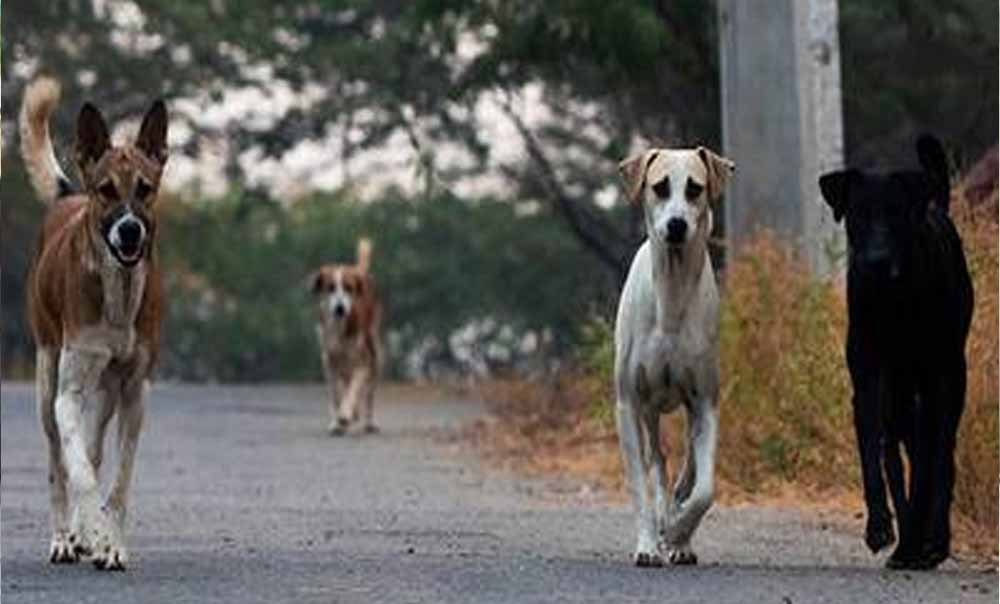 मोगा में कुत्तों का आतंक, झुंड ने मजदूर पर किया जानलेवा हमला, मौके पर हुई मौत