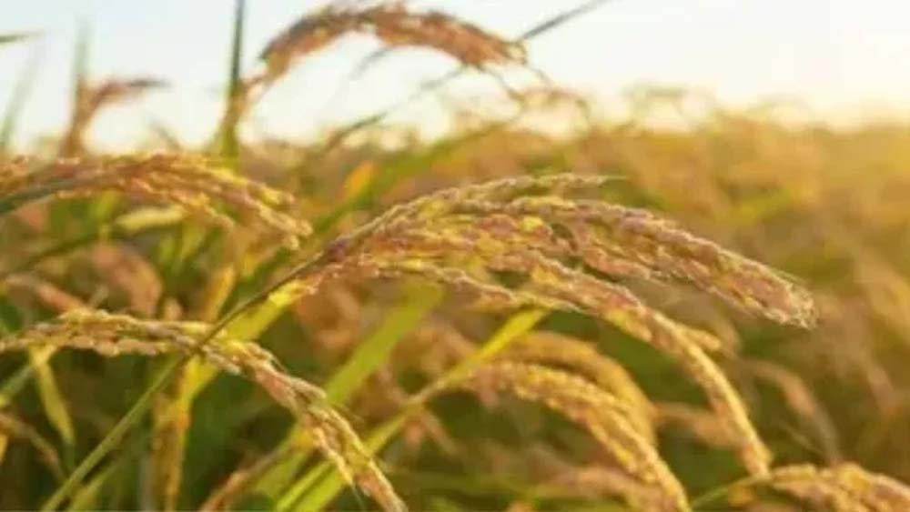 धान की फसल में फिजी वायरस की पुष्टि, बचाव के लिए कृषि विभाग ने बनाई दो टीमें