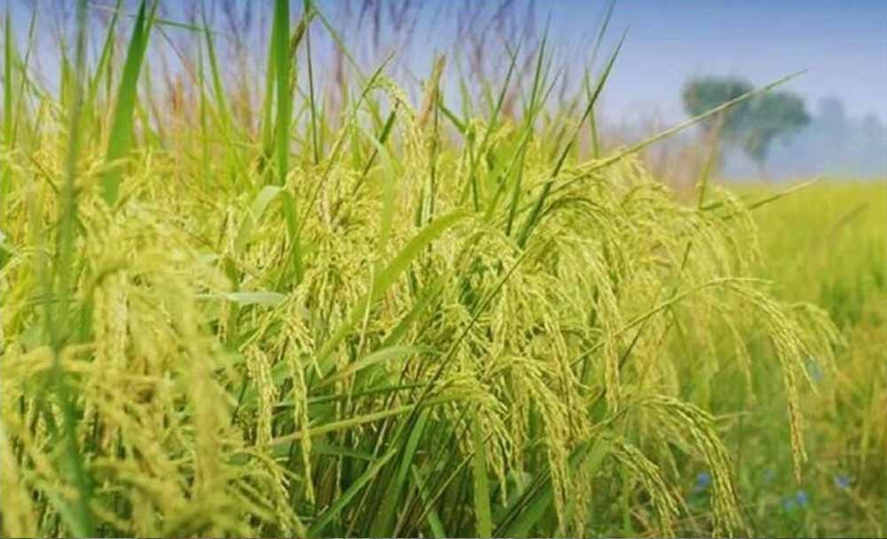 हरियाणा के किसानों पर आफत, ‘फिजी वायरस’ ने 1500 एकड़ धान की फसल को किया तबाह