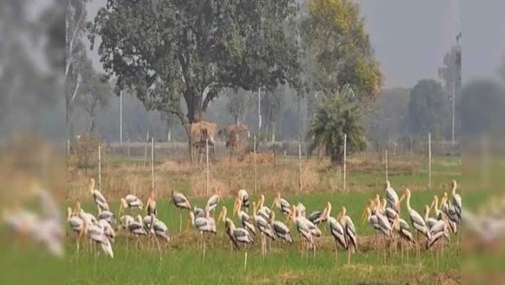 पर्यटन और जैव विविधता को बढ़ावा, मैनपुरी में बनेगा मयंक ऋषि पक्षी विहार