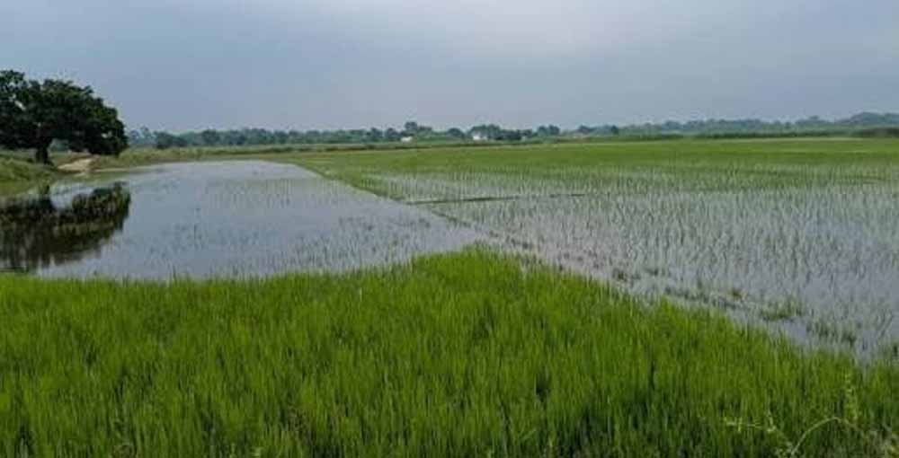 इंद्रावती का रौद्र रूप: बस्तर में सैकड़ों एकड़ धान की फसल बाढ़ की चपेट में