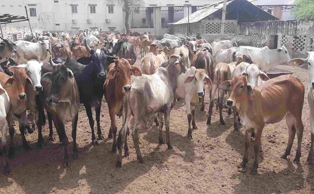गोसेवा पर हरियाणा का बड़ा फोकस, 12 साल में तीन गुना हुईं गोशालाएं, बजट 300 गुना बढ़ा