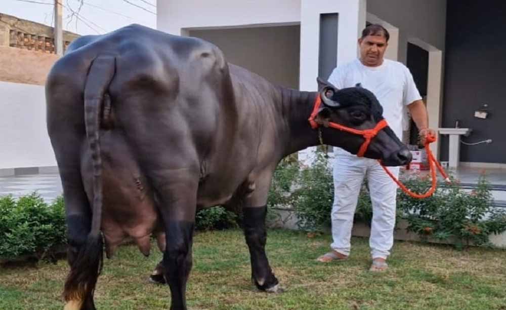 35 KG दूध देने वाली ‘राधा’ का निधन, PM से सम्मान पाने वाली हरियाणा की शान अब नहीं रही