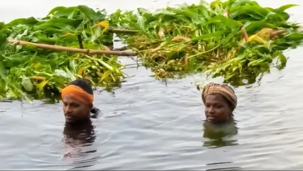 सरयू का बढ़ता पानी बना मुसीबत, पशुपालक चारा जुटाने को मजबूर