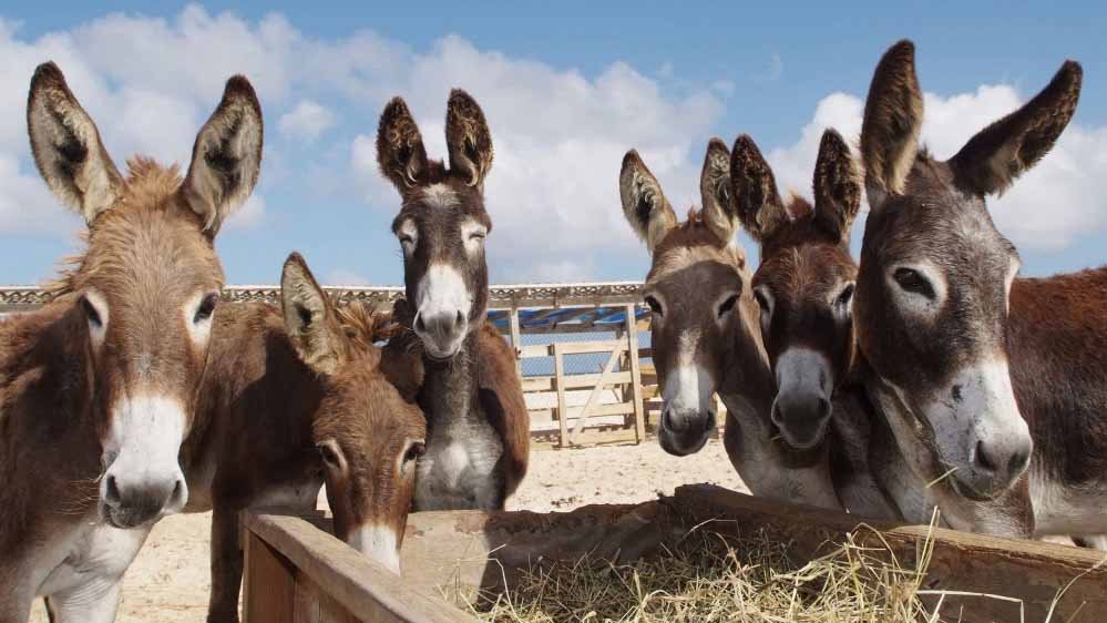 जहां था सिर्फ रेगिस्तान, वहां लौट आई हरियाली; गधों ने 44 साल में बदल दी पूरी तस्वीर