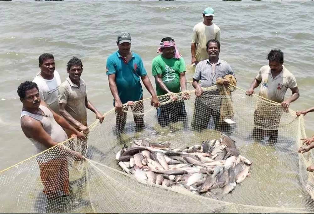 किसानों के लिए कमाई का नया रास्ता, पारंपरिक खेती के साथ मछली पालन से मजबूत हुई आमदनी