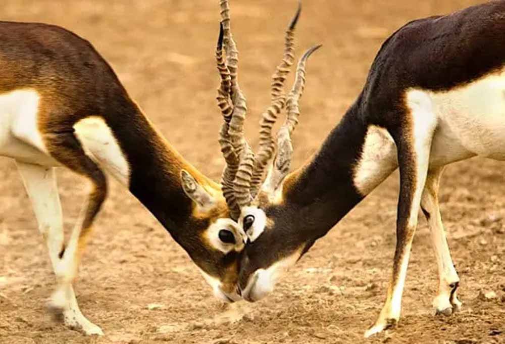 गोमर्डा अभयारण्य में फिर बढ़ेगा काले हिरणों का कुनबा, प्राकृतिक आवास में छोड़े जाएंगे 25 हिरण