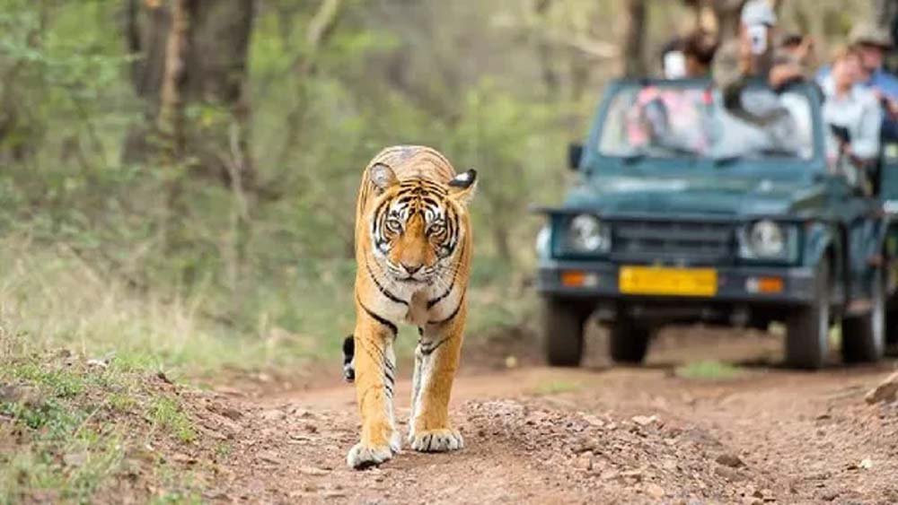 वन्यजीव प्रेमियों के लिए खुशखबरी, 1 अक्टूबर से झारखंड में जंगल सफारी