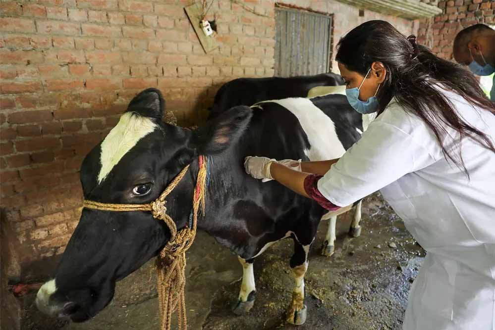 लंपी वायरस से निपटने की तैयारी तेज, योगी सरकार ने 25 जिलों में उतारीं 606 टीमें