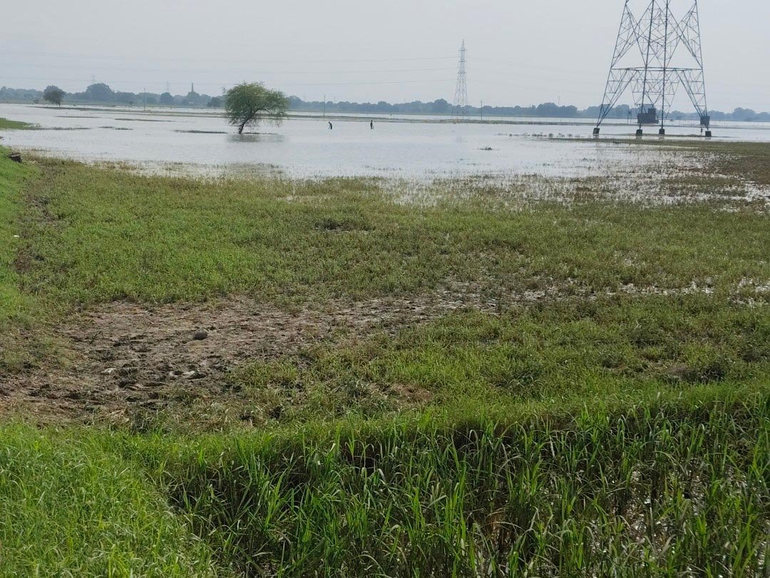 बाढ़ में डूबी फसल की क्रॉप कटिंग संभव नहीं, उपभोक्ता आयोग ने बीमा कंपनी को लगाई फटकार