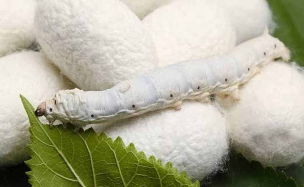 रेशम किसानों की बढ़ेगी कमाई, ₹12 लाख आय का लक्ष्य; MSME के लिए सब्सिडी