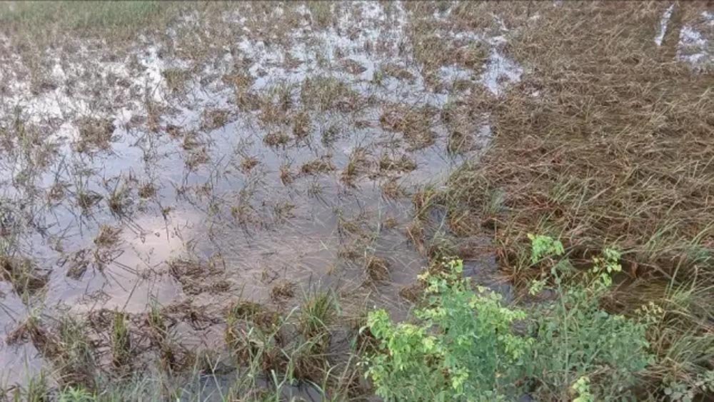 पालीगंज में बाढ़ प्रभावित क्षेत्रों का दौरा कर एसडीएम ने फसल क्षति का सर्वे करने के दिए निर्देश