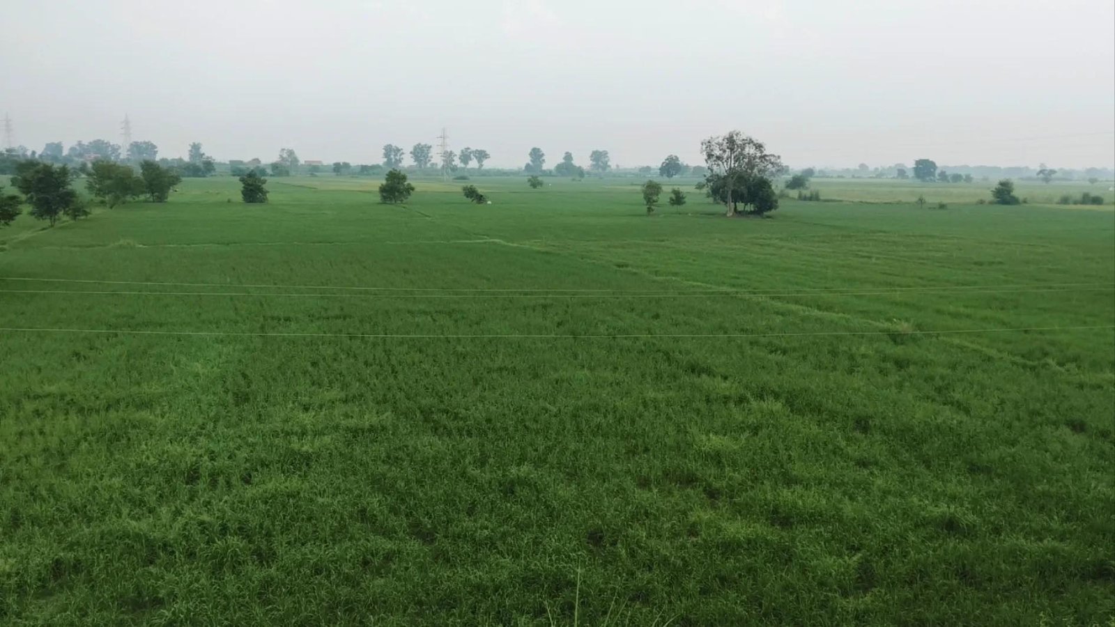बारिश का इंतजार कर रहे बहादुरगढ़ के धान किसान, पानी की कमी से लागत बढ़ी और मुनाफे पर संकट