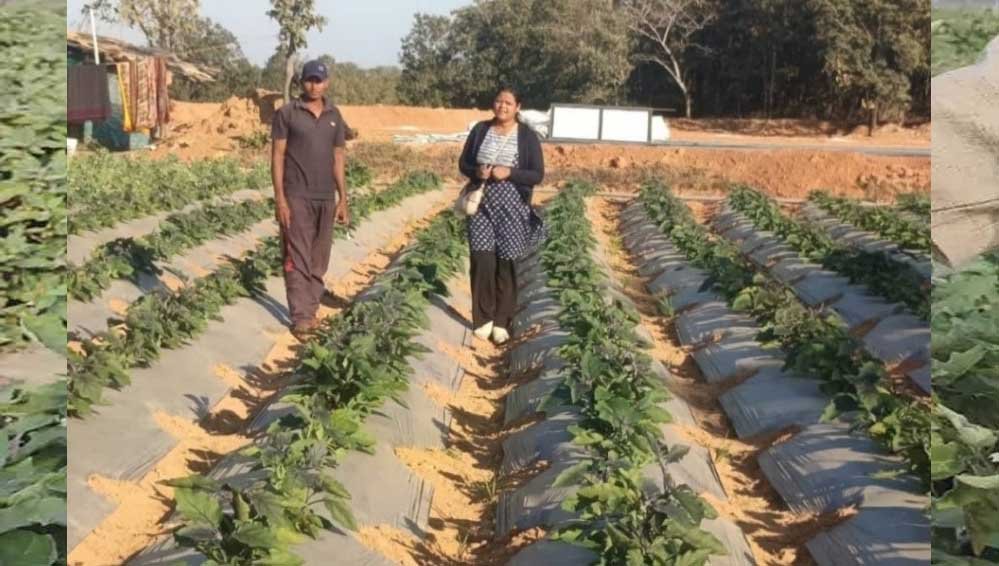 ग्राफ्टेड खेती ने बदली किसान की किस्मत, बंजर जमीन पर टमाटर-बैंगन की फसल से 4.25 लाख की कमाई