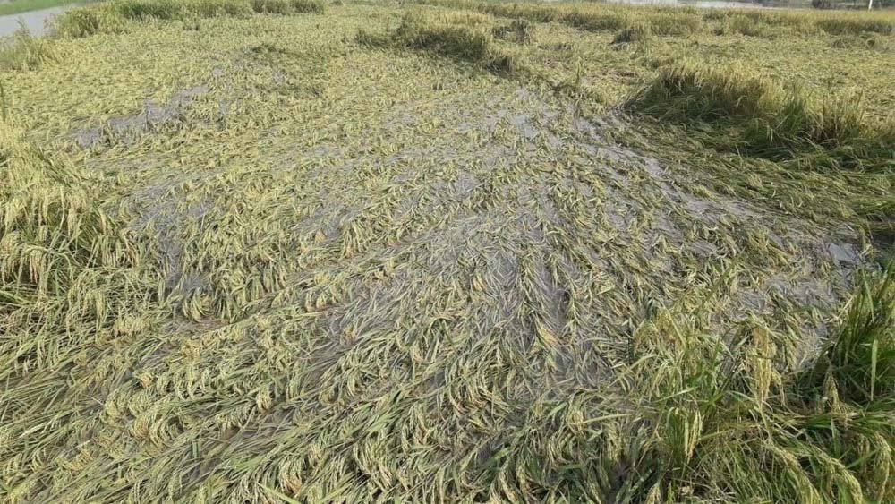 किसानों को राहत का भरोसा, CM साय बोले- फसल नुकसान का सर्वे कर देंगे मुआवजा
