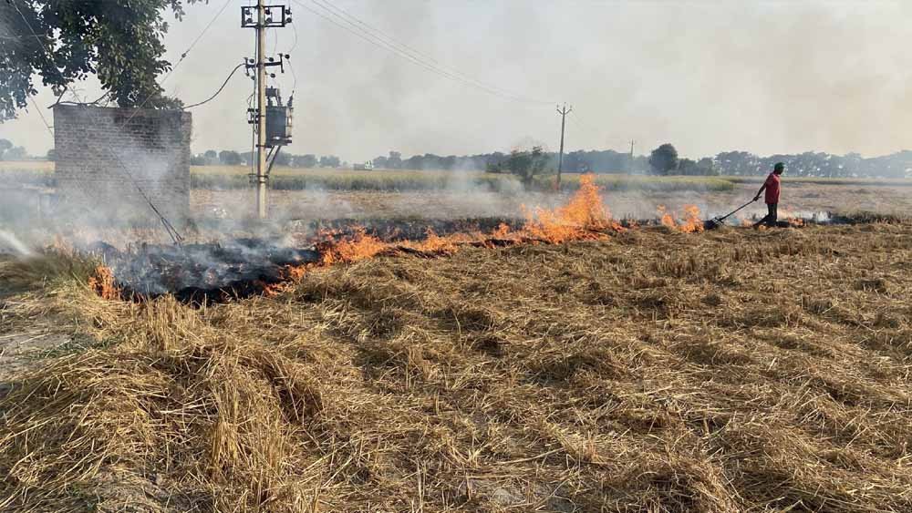 धान कटाई के साथ बढ़ी पराली जलाने की घटनाएं, 6 दिन में 15 मामले
