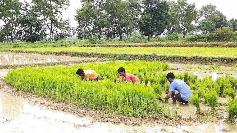 हरियाणा में धान की खेती मुश्किल में, पहले मौसम की मार अब पिछैती फसल पर सूखे का असर
