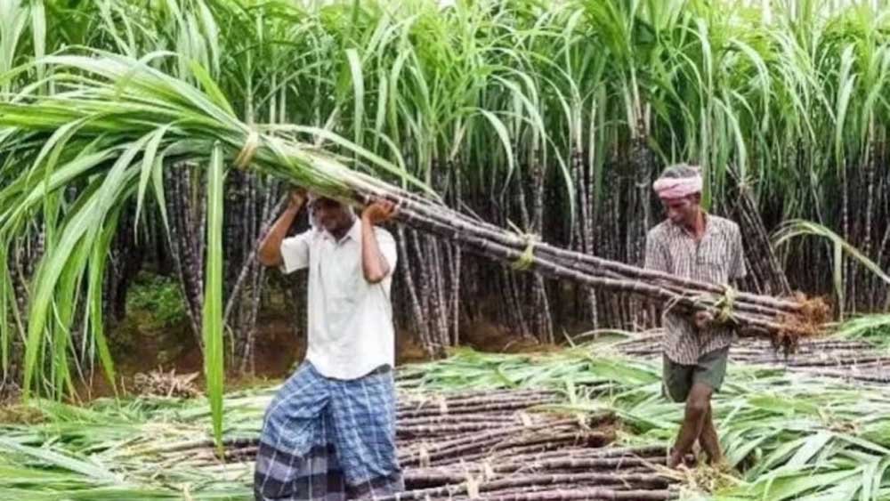 52 लाख तक की सब्सिडी का लाभ, फिर भी योजना रही खाली; MP के 8 जिलों में हाईटेक गन्ना हब के आवेदन फिर खुले