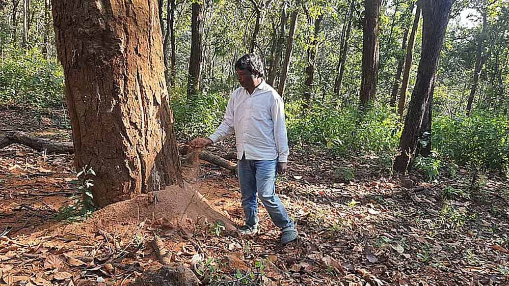 दिसंबर तक काटने हैं 1.5 लाख पेड़, डिंडौरी में अब तक 4516 की ही कटाई