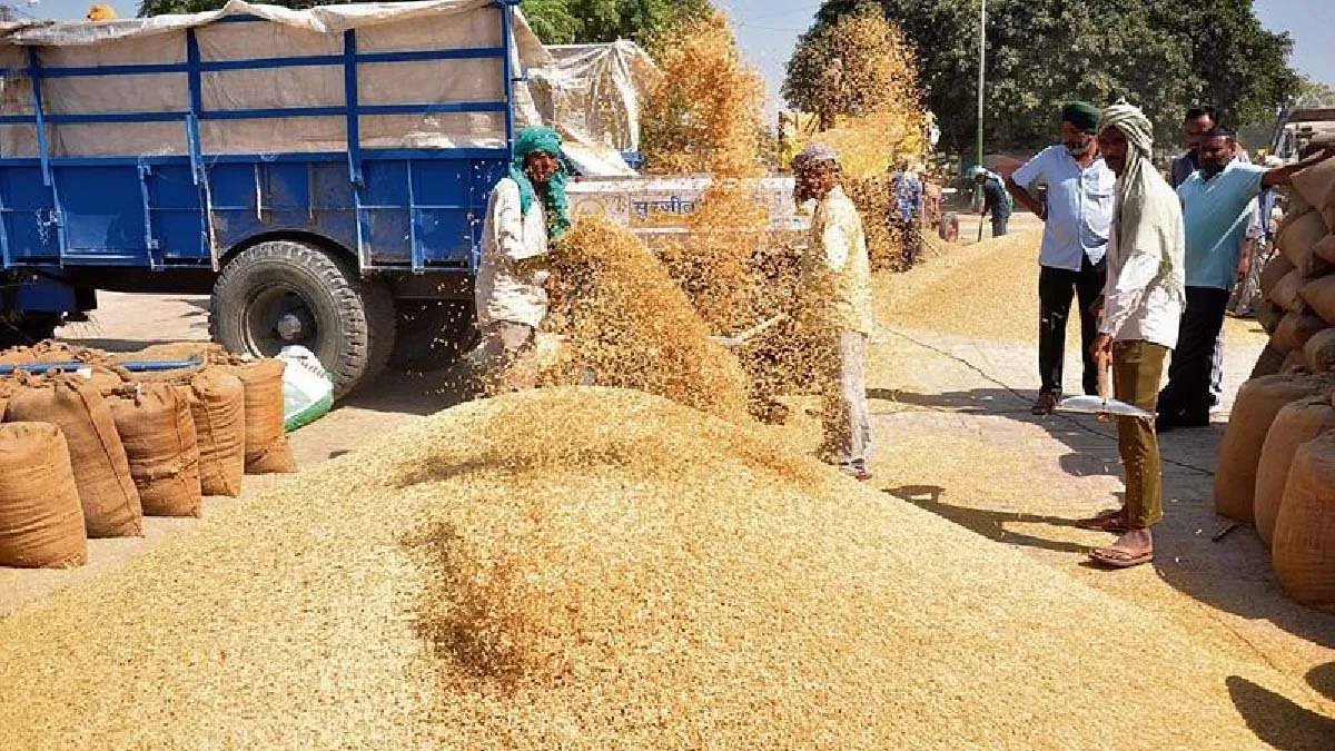 1509 धान के बढ़े दाम, ₹4460 प्रति क्विंटल तक बिका धान; किसानों का पिछला घाटा हुआ पूरा