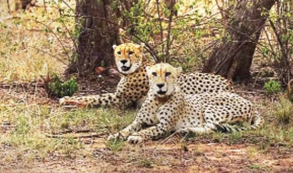 नौरादेही में 7 अक्टूबर को आएंगे कूनो के 2 चीते, अब एक ही अभयारण्य में दिखेंगी तीन ‘बड़ी बिल्लियां’