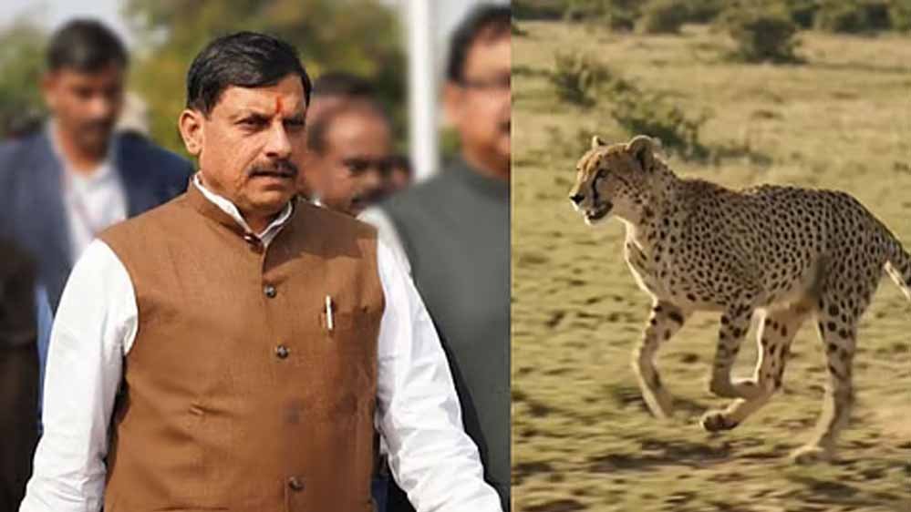 बुंदेलखंड में गूंजेगी चीतों की दहाड़, वीरांगना दुर्गावती रिजर्व में CM यादव आज छोड़ेंगे दो चीते
