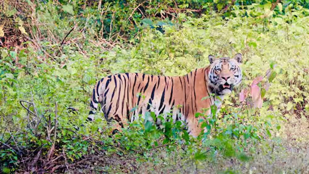 लांजी के जंगल में दिखने लगे हाथी-बाघ, नवेगांव-नगझीरा और कान्हा को जोड़ रहा वन्यजीव कॉरिडोर