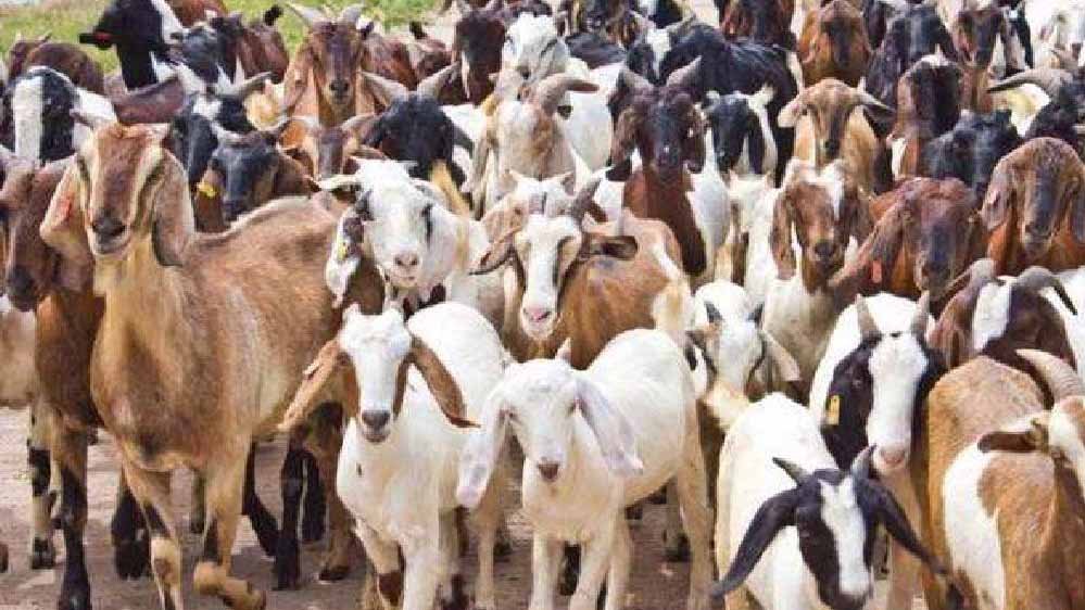 भेड़-बकरियों में प्लेग का खतरा बढ़ा, इंदौर संभाग में 8.42 लाख पशुओं को लगाया गया PPR डोज