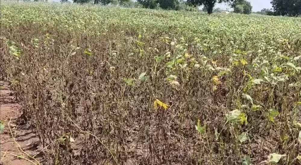 MP में कम बारिश से खेती पर मार, मक्का-सोयाबीन प्रभावित; किसानों को रबी फसल बदलने की चिंता