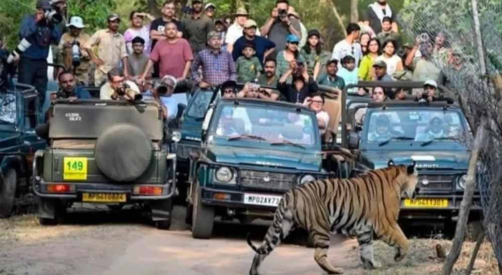 बांधवगढ़ की वादियों ने जीता सैलानियों का दिल, पर्यटन सीजन के शुरुआती 8 दिनों में पहुंचे 4598 पर्यटक