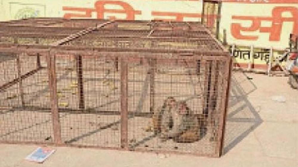 बंदरों पर शिकंजे की तैयारी, हांसी में 12 महीने चलेगा अभियान; टेंडर के लिए 4 एजेंसियां मैदान में