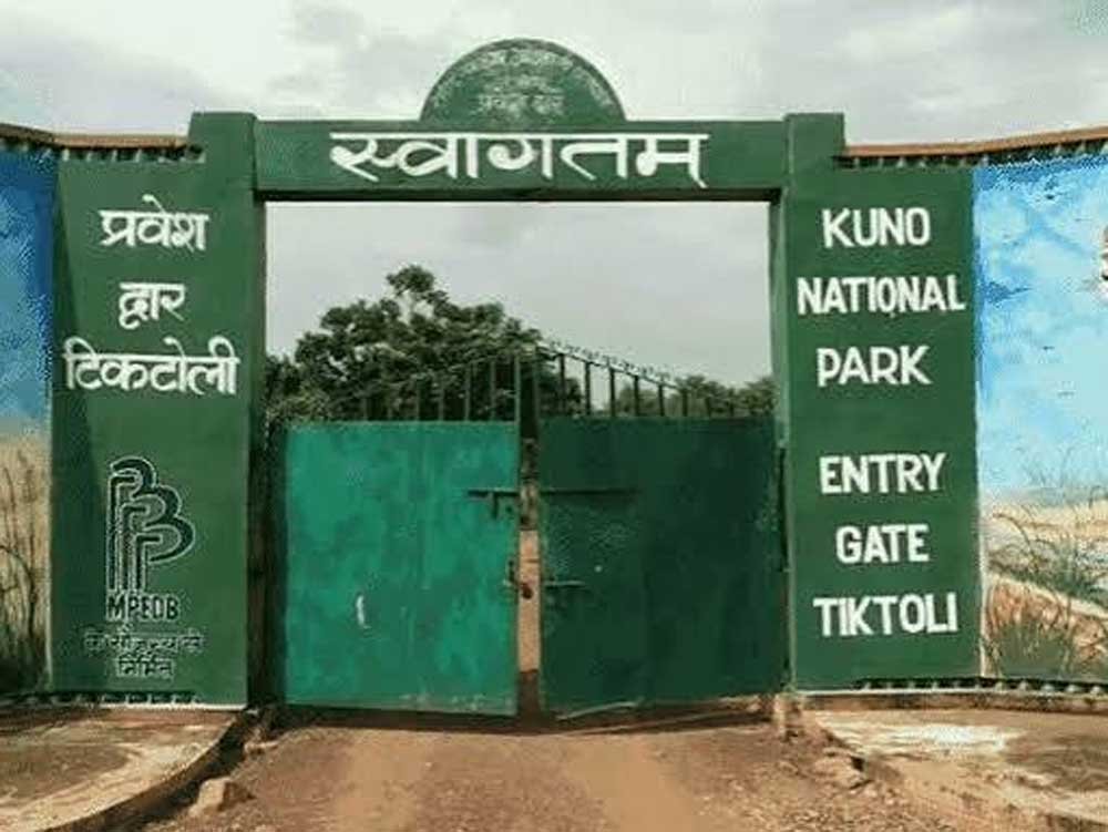 चीतों की मौत की वजह जानने के लिए RTI, कूनो प्रबंधन से जुड़ी पोस्टमार्टम रिपोर्ट देने से वन विभाग ने मना किया
