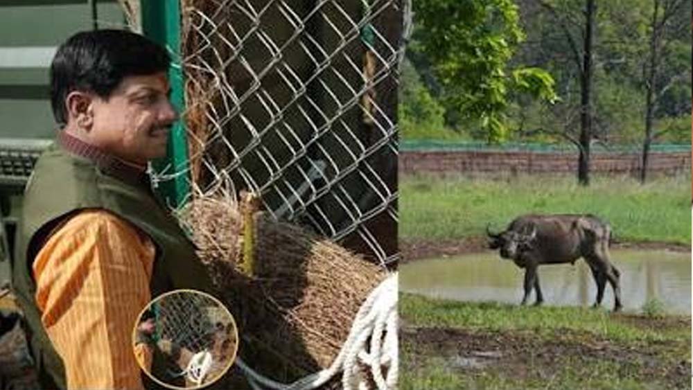 Kanha Tiger Reserve: मध्य प्रदेश में वन्यजीव संरक्षण की नई पहल, CM मोहन यादव आज छोड़ेंगे 8 जंगली भैंसे