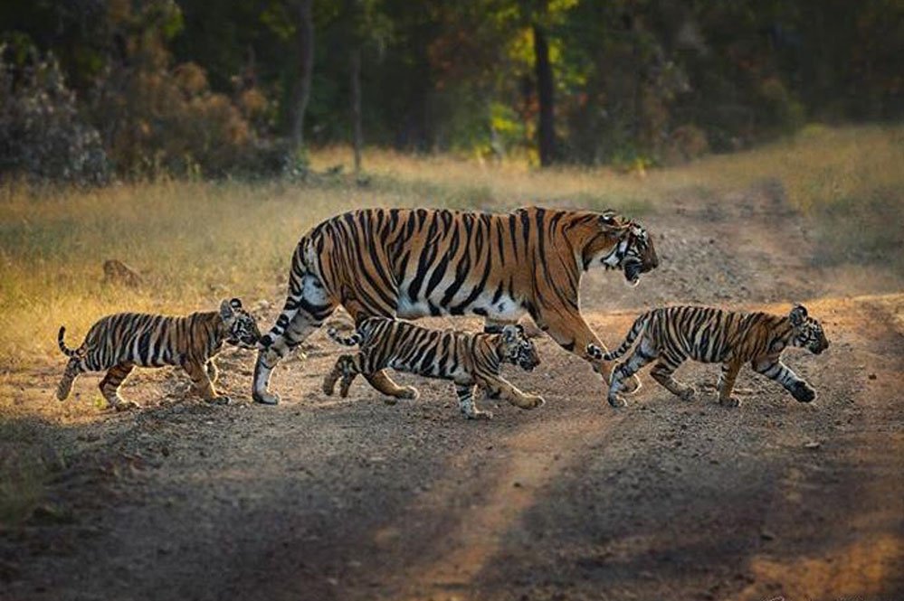दमोह के वीरांगना दुर्गावती टाइगर रिजर्व में खुशखबरी, 6 महीने के हुए बाघिन N-6 के चारों शावक